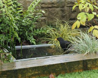 blackbird in small container wildlife pond