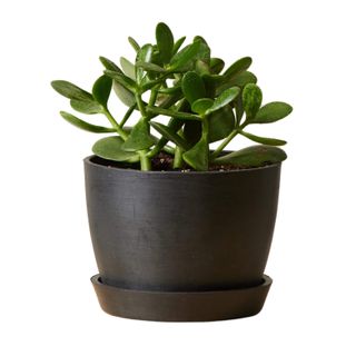 Jade Plant