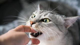 Grey cat biting a human's finger