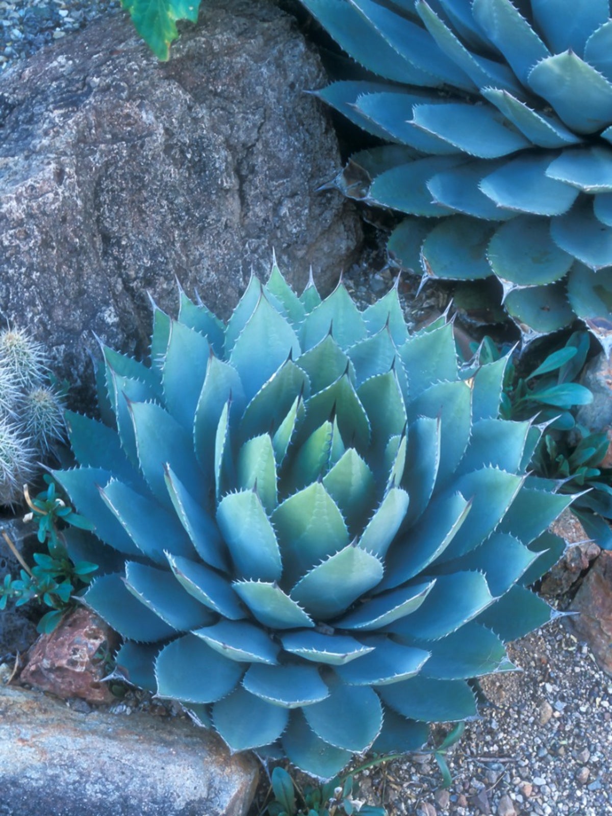 Artichoke Agave Care Guide: How Big Do Artichoke Agave Get | Gardening Know  How