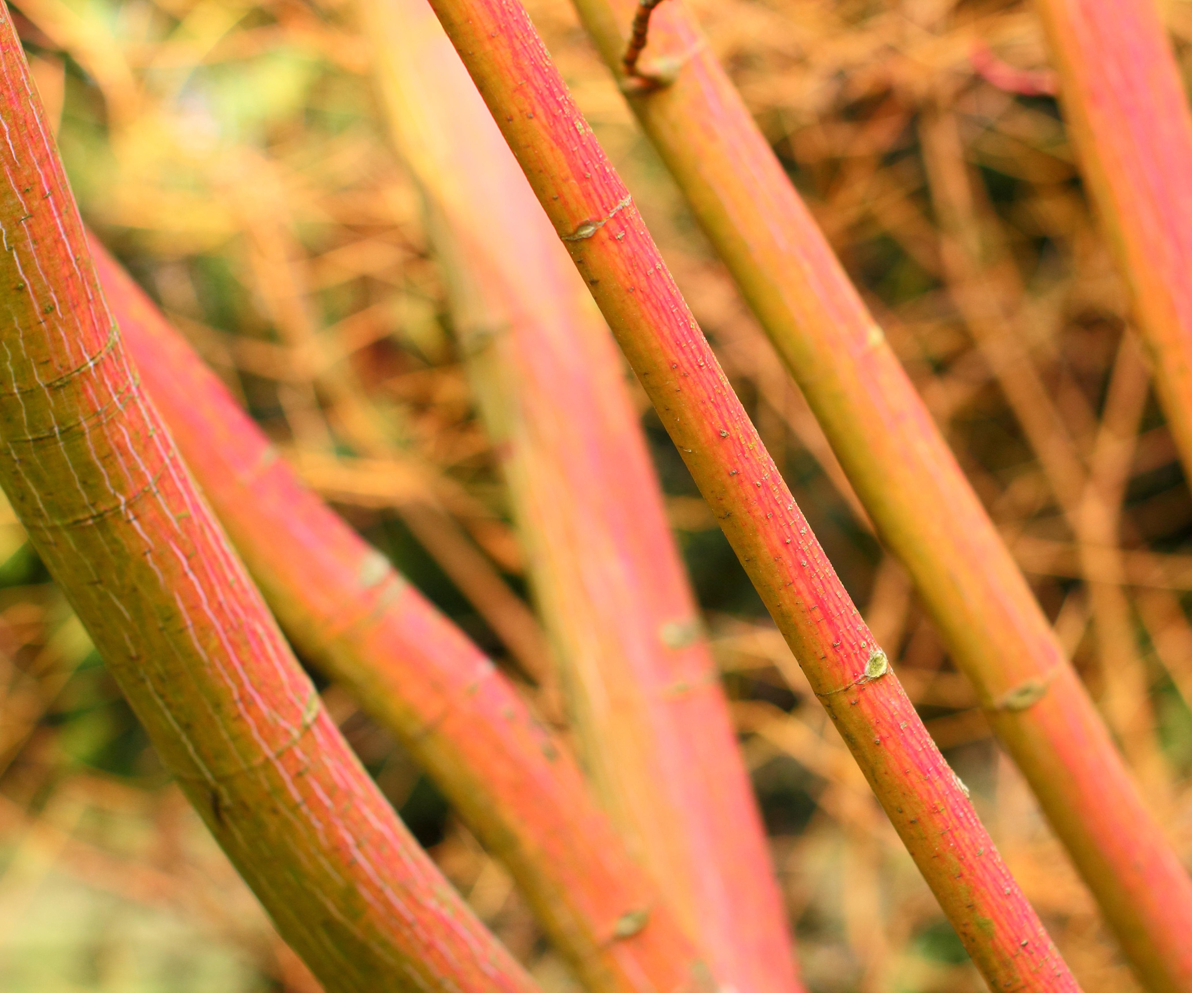 Bark of Acer conspicuum 'Phoenix', a Snakebark Maple tree, in winter