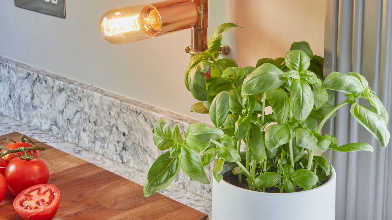 Basil plant growing in white pot on kitchen windowsill next to wooden chopping board with sliced tomatoes