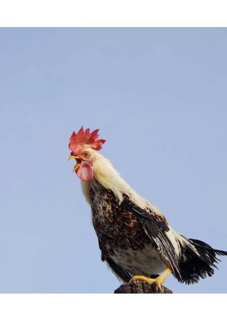 rooster-crowing