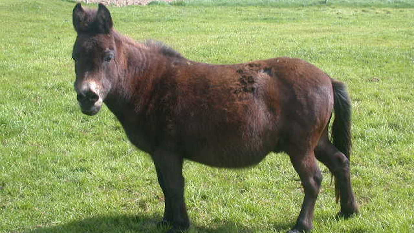 Tootsie-The-Donkey-Sanctuary-Ireland.-copy-1.jpg