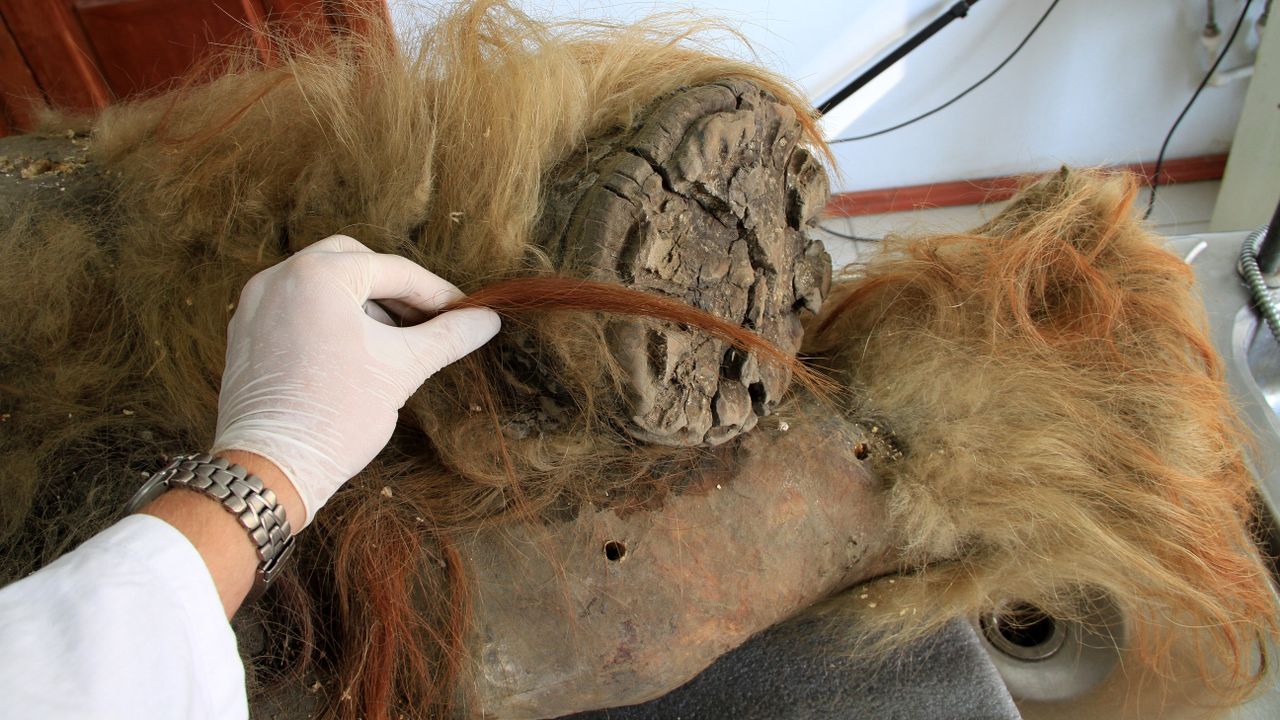 A gloved hand holds a piece of fur attached to the leg of a mammoth carcass