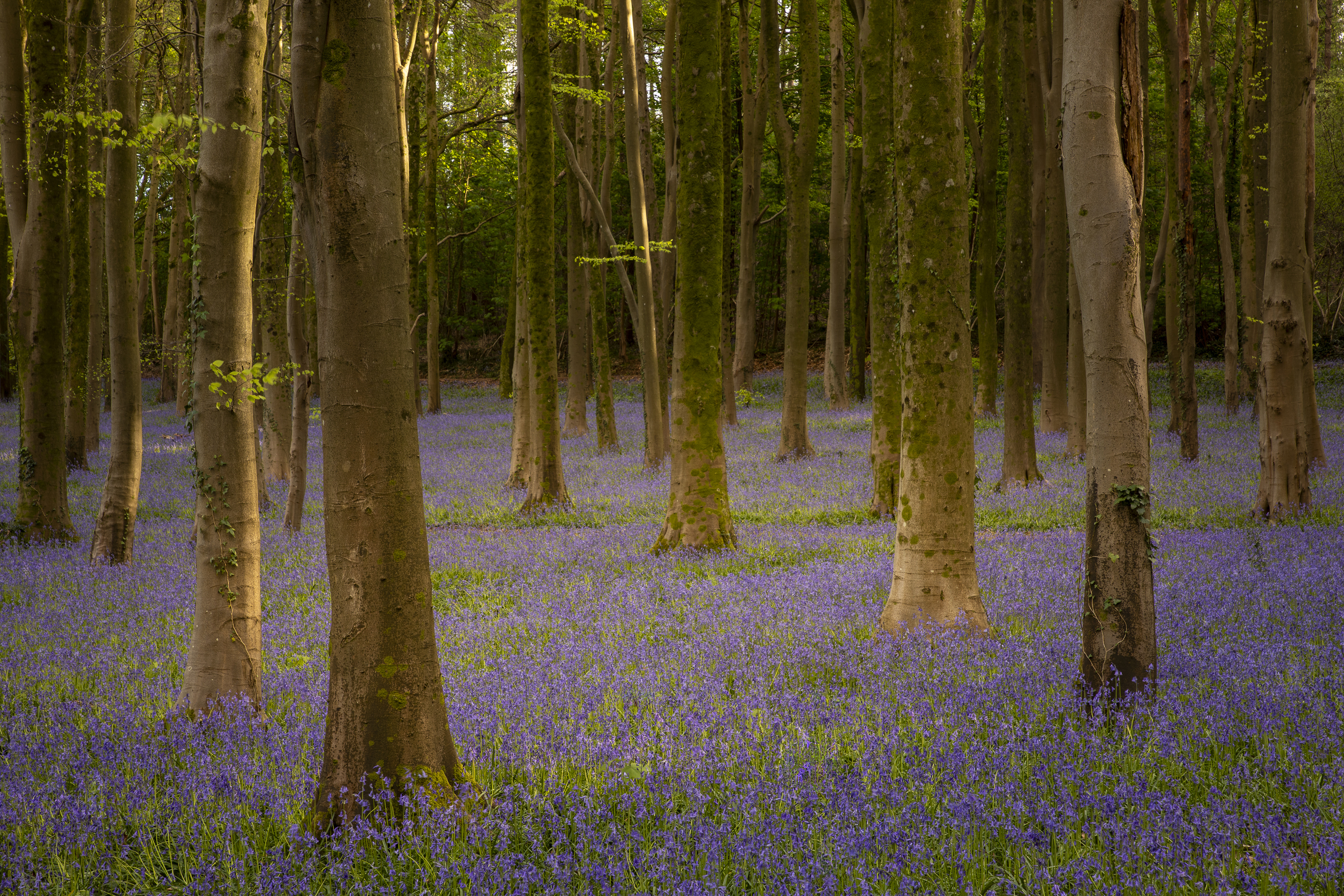 Bluebells and bluebells in forests