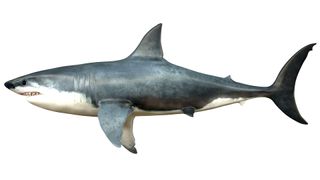 Gigantism was common in extinct lamniform sharks — the group that includes Megalodon — but Megalodon was the biggest by far.