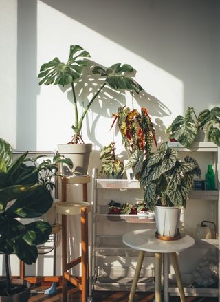 A room full of different houseplants in pots and on pedestals