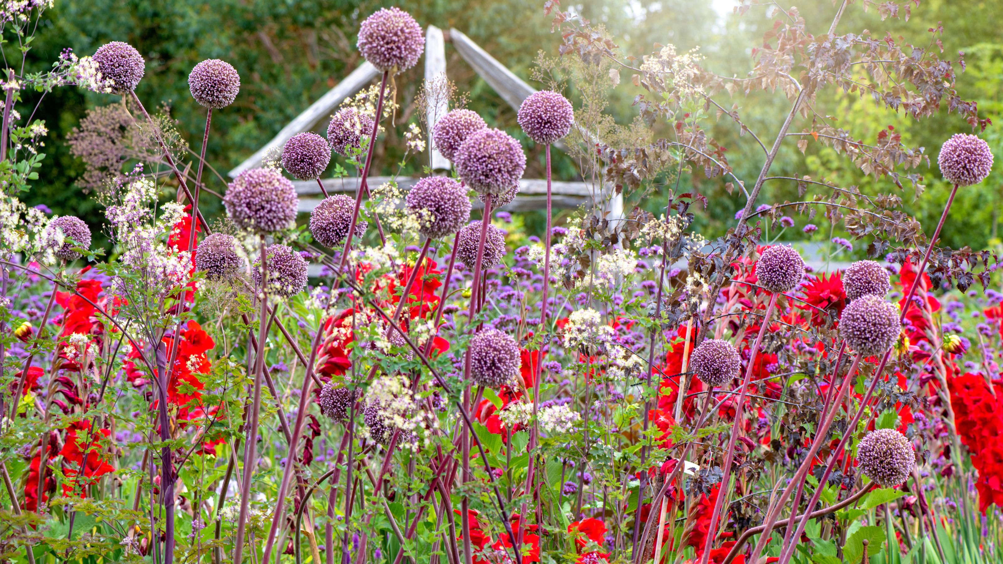 alliums and gladioli in garden