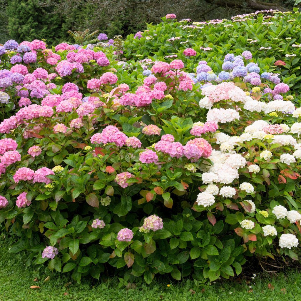 Hydrangeas For The Confused | Gardening Know How