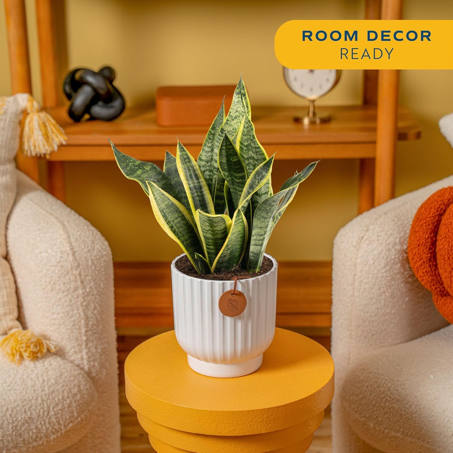 Costa Farms Snake Plant, Live Plant in Decorative Pot, Easy to Maintain, Air Purifying Succulent Indoor Houseplant Assorted Variety, Home, Room, or Office D&amp;eacute;cor, 12-20 Inches Tall