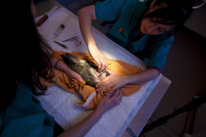 Veterinaries treat a Halcon Peregrino (Falco Peregrinus) of a broken wing.