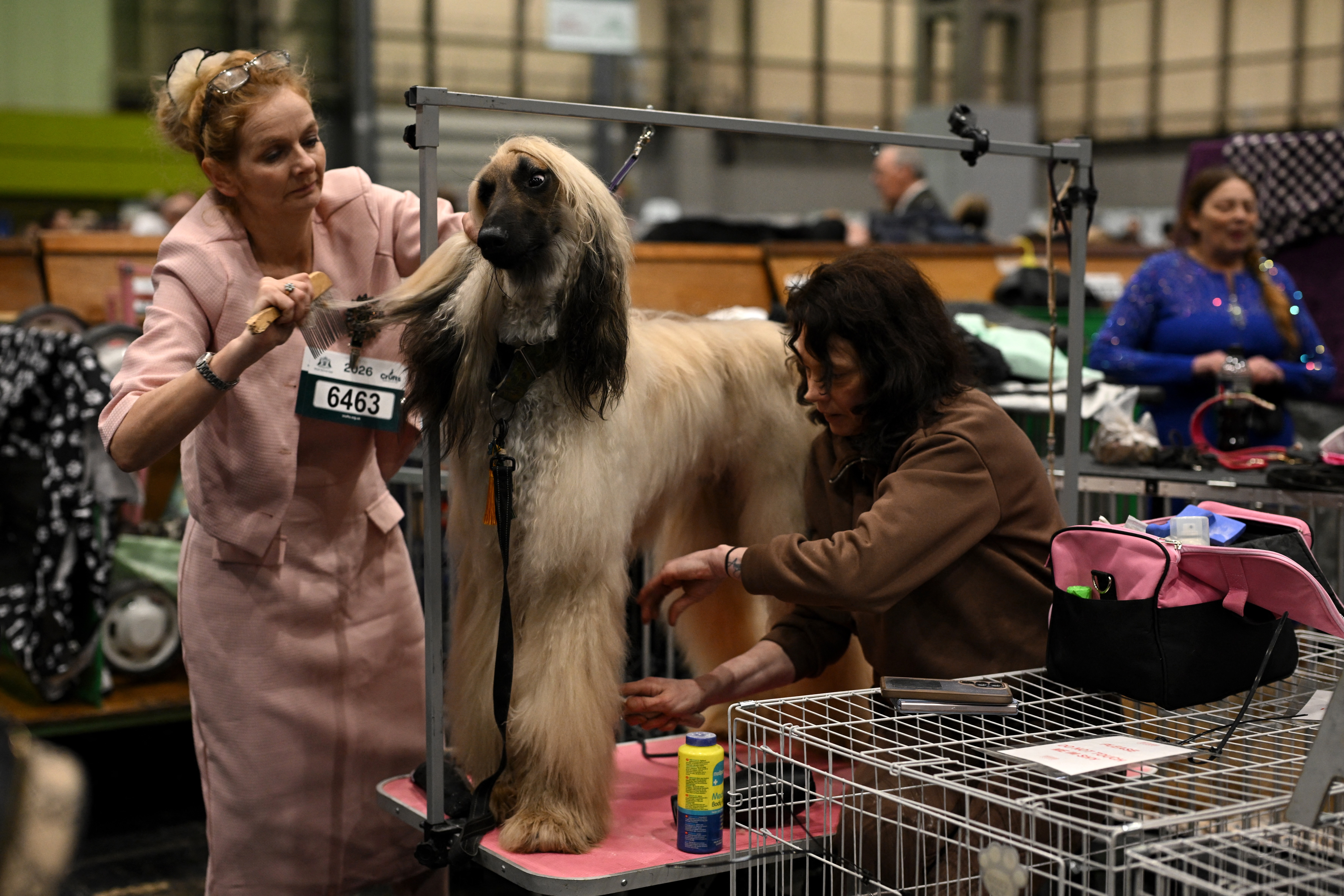 Dogs being groomed at Crufts