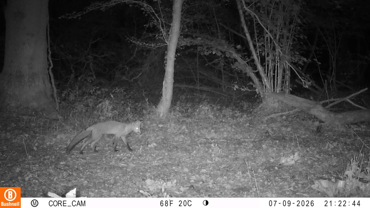 Sample images from the Bushnell Core S-4K No Glow trail camera