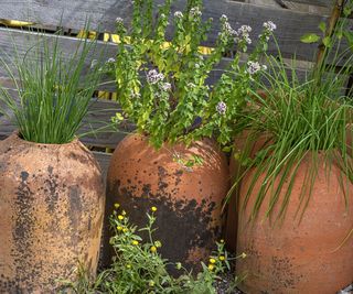 terracotta pots with herbs