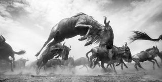 Animals stampede across a dusty landscape