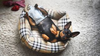 Incontinence in dogs: a Miniature Pinscher in a diaper