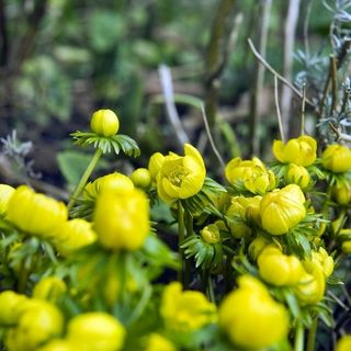 Winter Aconite