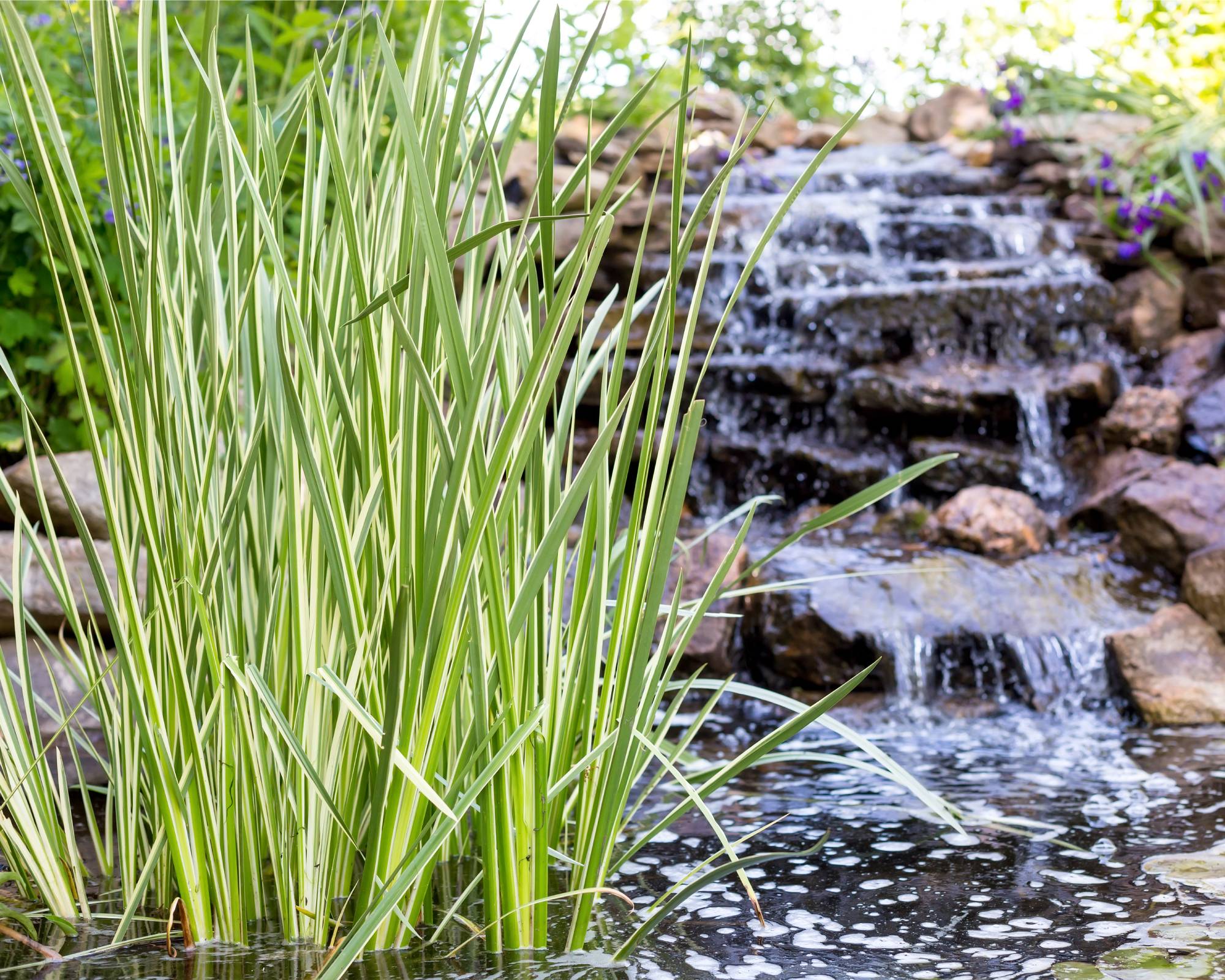 Sweet flag grass in pond