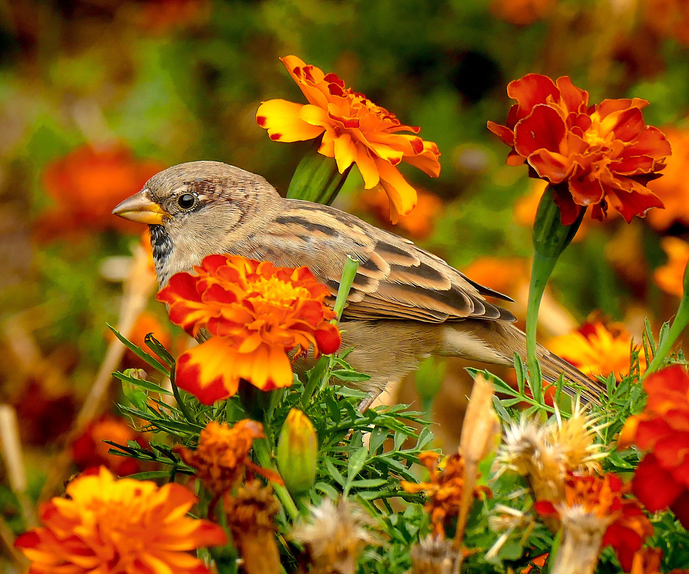 young sparrow sitting in tagetes flowers