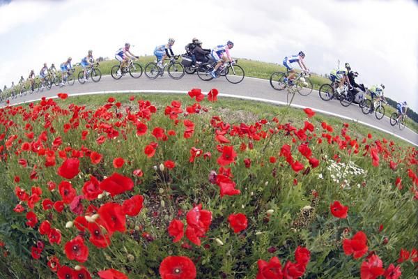 The Giro peloton in action during stage five.