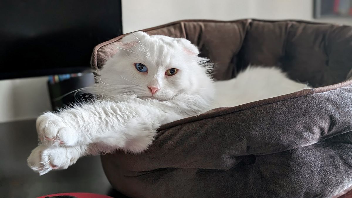A white cat with one blue eye and one brown eye lying in a cat bed on a desk.