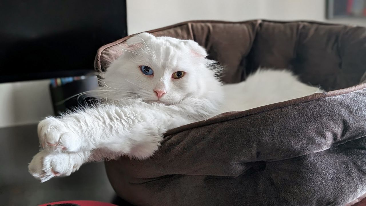 A white cat with one blue eye and one brown eye lying in a cat bed on a desk.