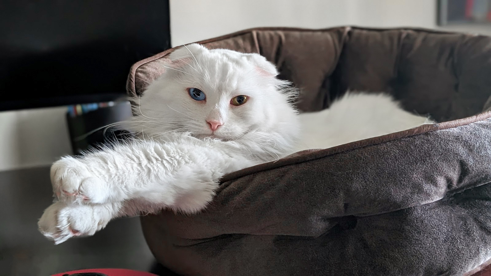 A white cat with one blue eye and one brown eye lying in a cat bed on a desk. 