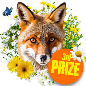 3rd Prize