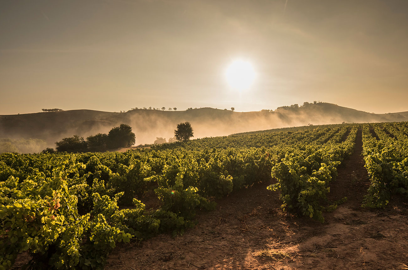 Ram&amp;oacute;n Bilbao terroir