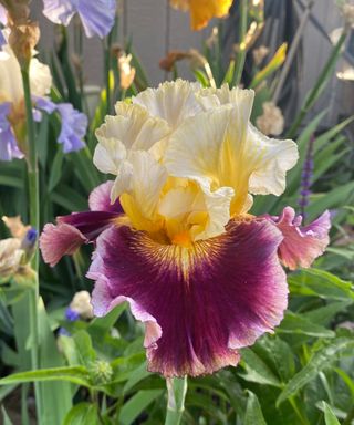 Un'Iris barbuta con petali viola e gialli e una "barba" distintiva.