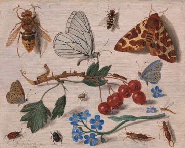 Butterflies, Moths and Insects with Sprays of Common Hawthorn and Forget-Me-Not | Jan van Kessel the Elder (1626 – 1679) | 1654 | Oil on Wood