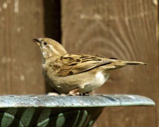 House sparrow