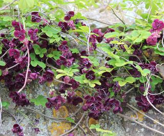 vivid burgundy flowers of a chocolate vine growing on a north facing wall