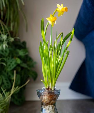 daffodil growing in a bulb forcing vase