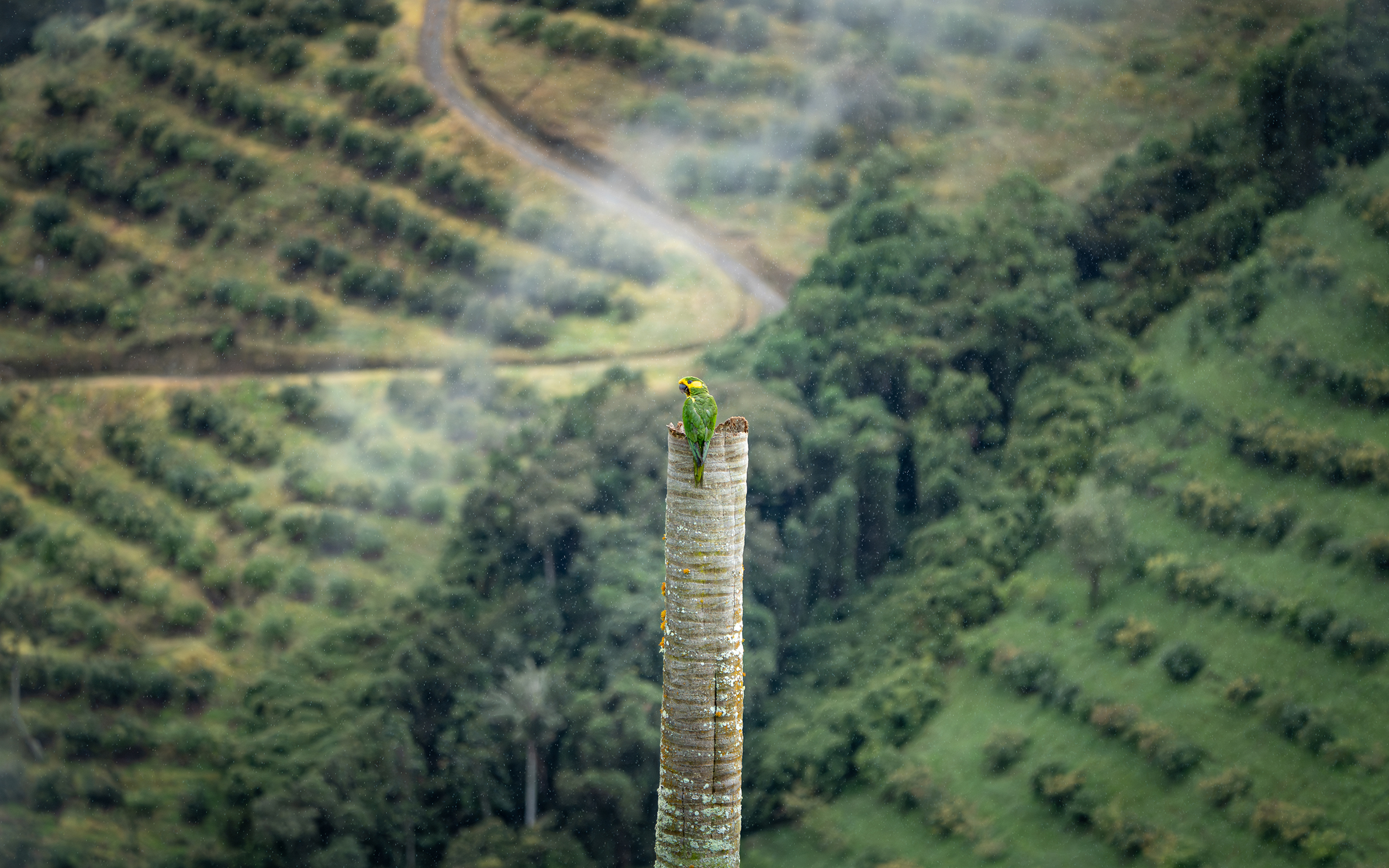 A green parrot perched on a tree trunk amid falling rain, with a blurred forest in the background
