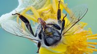 A flower crab spider (Thomisus onustus) feeding on a bee on a flower in Crete, Greece