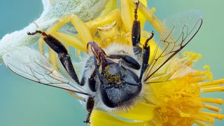 This award-winning, upside-down photo of a color-changing spider ambushing a bee relied on an unusual camera feature: A tilting LCD screen