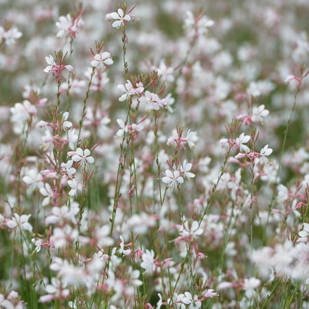 Gaura Sparkle White Plants, 2 Live Perennial Plants in 4 in Pots, Non-Gmo