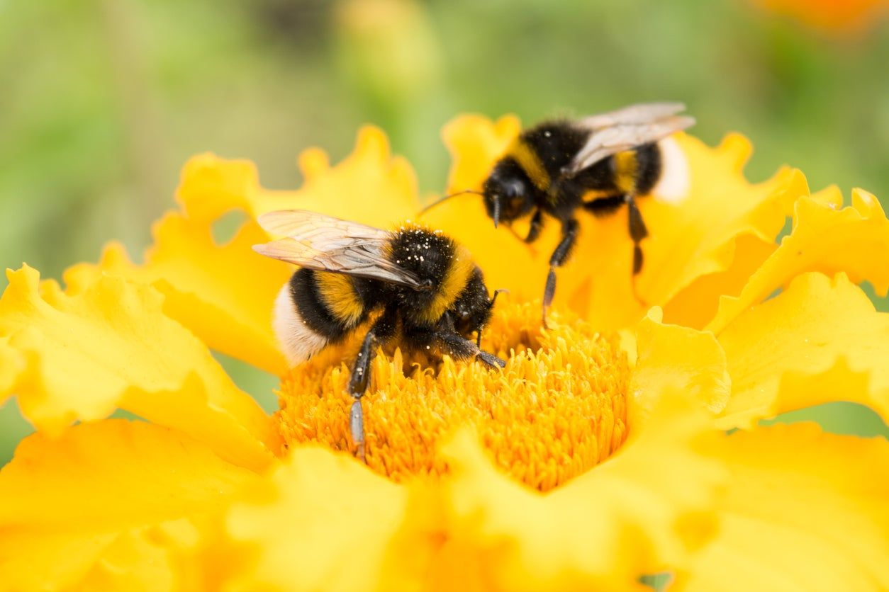 Two Bees Pollinating A Yellow Flower