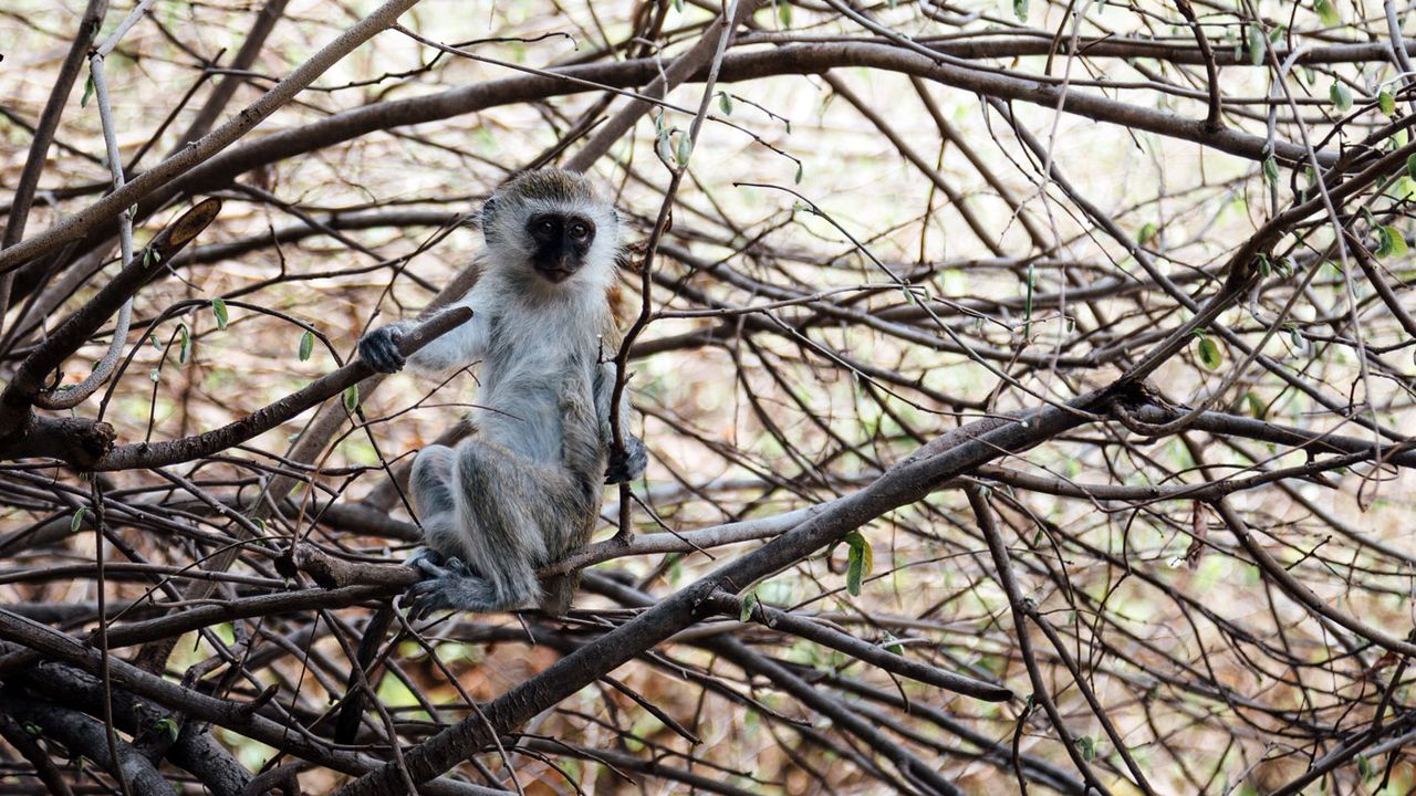 Vervet monkey in Katavi National Park, Tanzania