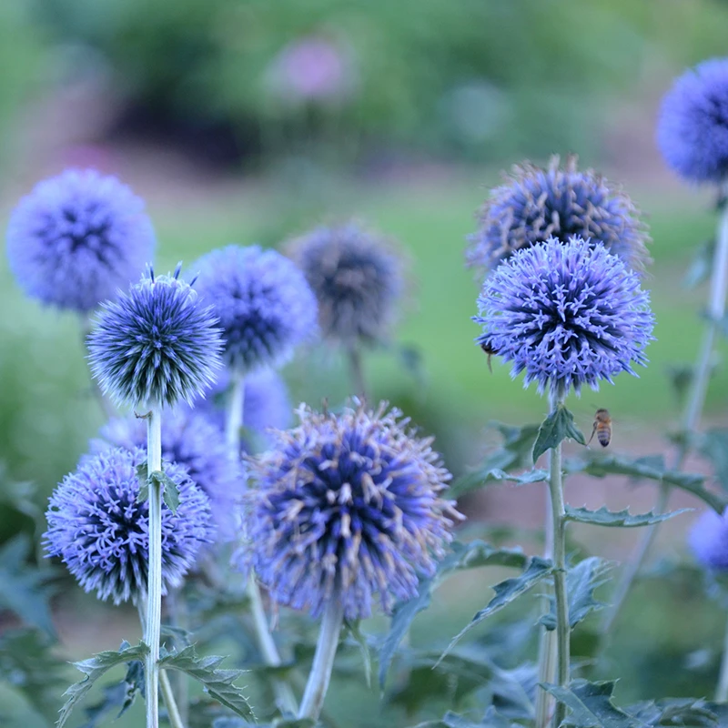 Blue Glow Globe Thistle