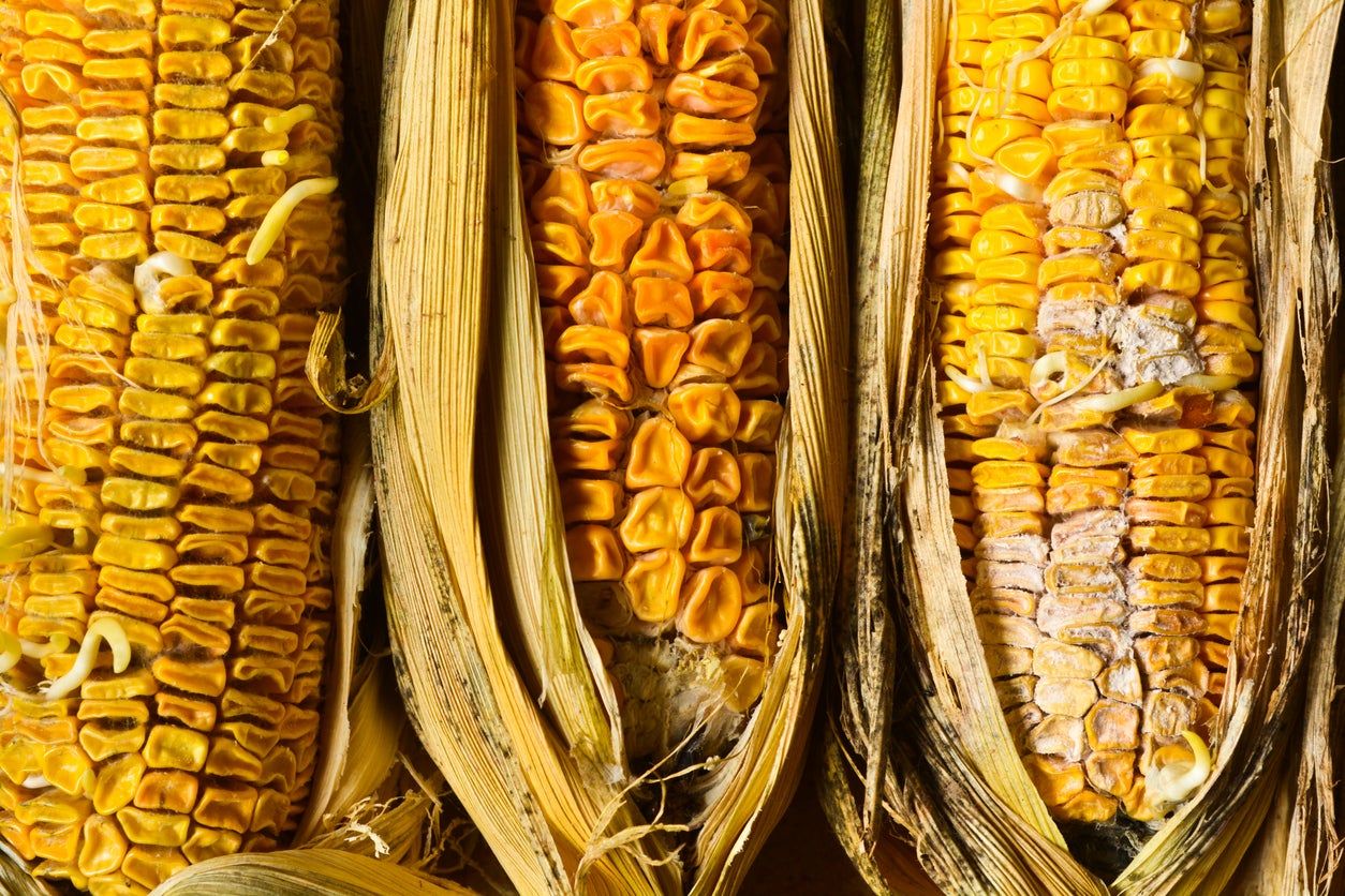 Ear Rot On Corn