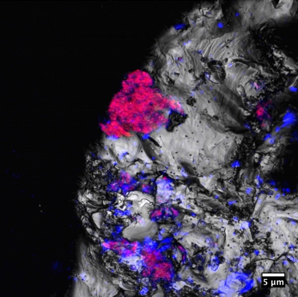Mars Microbe Incredibly Weird Microbes Found Deep Underground Could Change Search ...