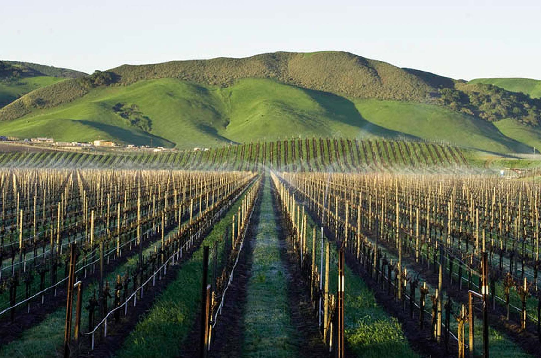 Rows of vines at Los Alamos Vineyard with green hillsides in the background