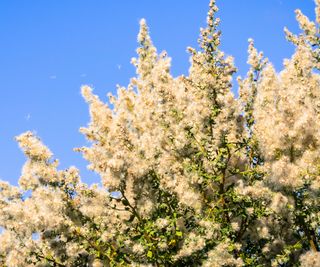 coyote brush flowering in fall