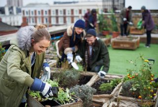 Young people working with pot plants and fresh vegetables in allotment on urban roof garden.