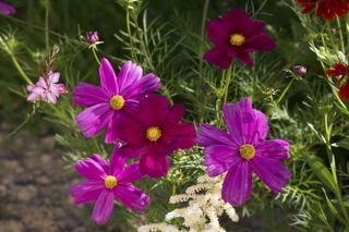 cosmos in a summer garden