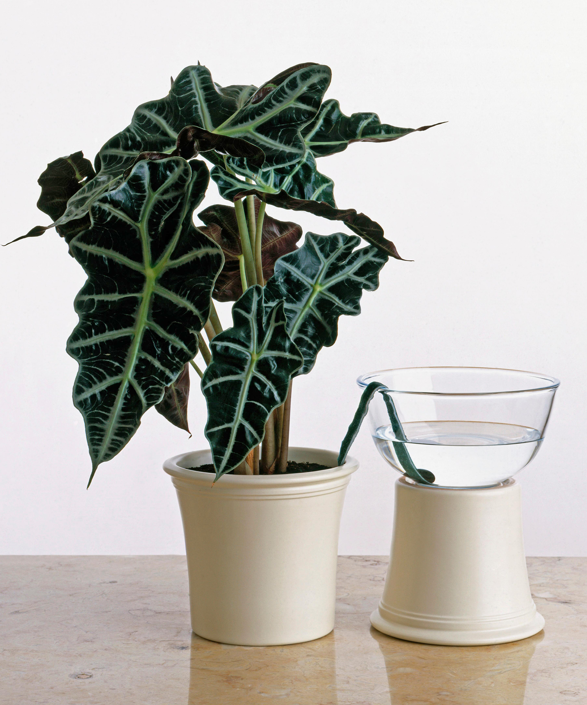 DIY water wick system set up for Alocasia houseplant