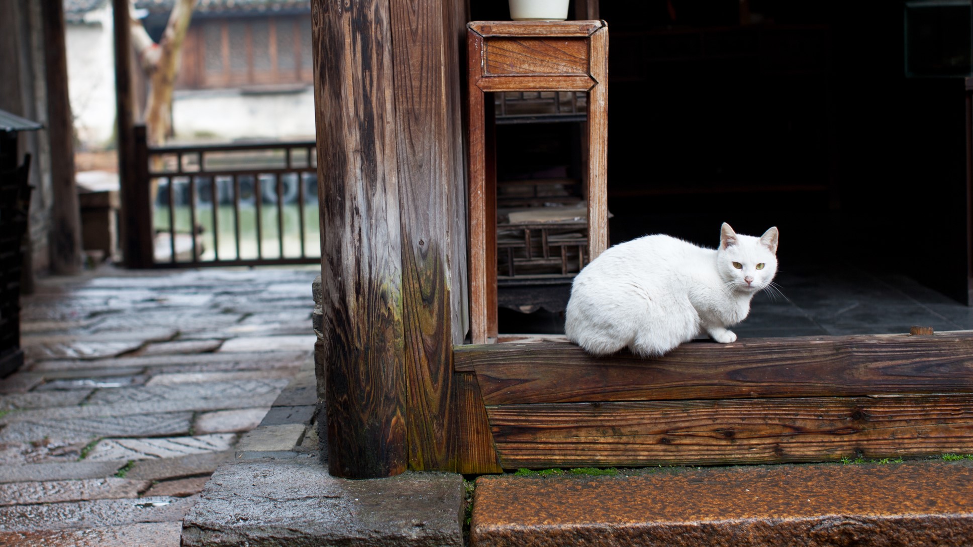 Kucing putih serba duduk duduk di ambang jendela di Cina.